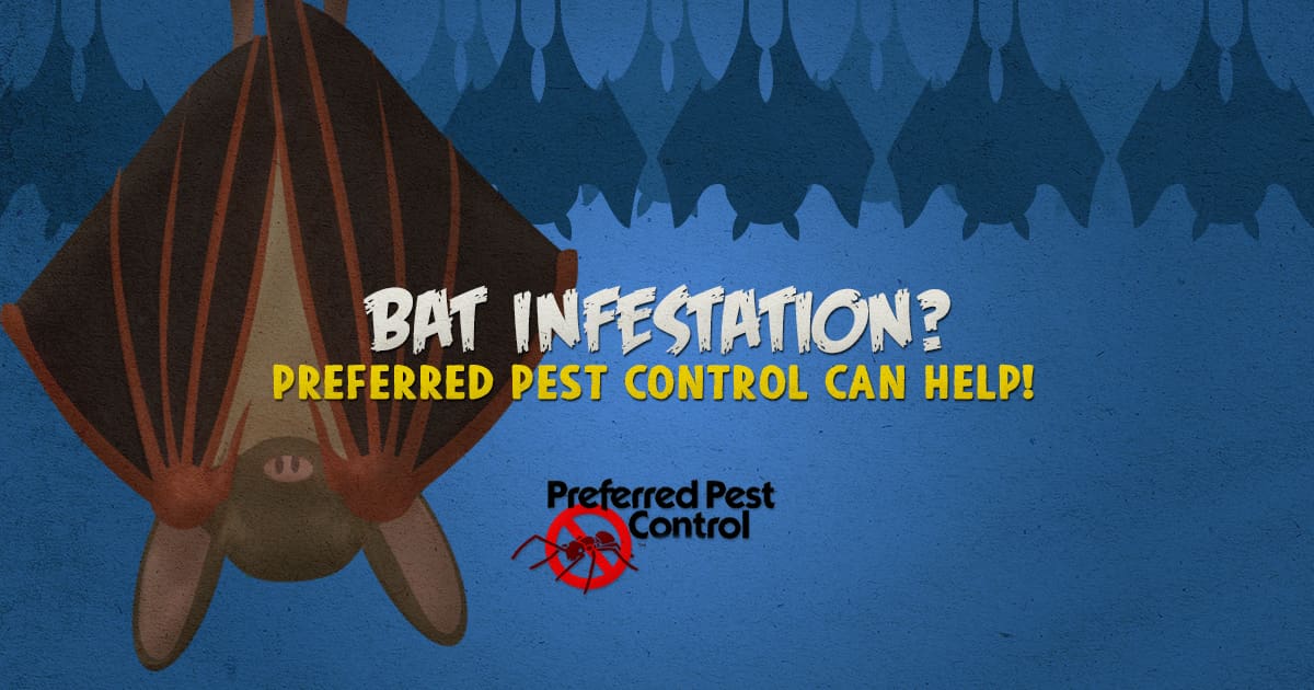 Bat infestation? Call Preferred Pest! bat infestation